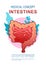 Internal organs gastrointestinal tract poster