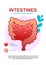 Internal organs gastrointestinal tract poster