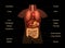 Internal Organs Human Anatomy Chart Names 3D