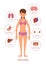 Internal organs of the human body. Anatomy of the female body