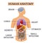 Internal organs of human body. Medical info graphics, education scheme concept of anatomy system. Section view of a