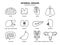 Internal organs icon set. Human organs infographic elements in line design isolated on white background. Brain, thyroid