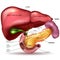 Internal organs, liver, pancreas, spleen