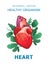 Internal organs medical poster concept