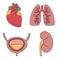 Internal organs vector illustration. Vector drawing of heart, lungs, bladder, kidney