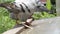 Internal parasitge in homing pigeon bird