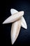 The internal shell or bone of dead cuttlefish. Cuttlefish bone on studio background.