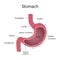 Internal Structure Human Stomach