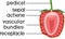 Internal structure of strawberry aggregate fruit