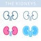 The internals icons. Kidneys and urogenital system vector outline symbols.