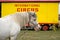 International Circus Horse