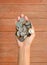 International coins full female hand on wood plank background