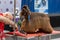 International dog cosmetic competition in Sant Antoni de Calonge in Spain, 19. 05. 2018, Spain