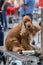 International dog cosmetic competition in Sant Antoni de Calonge in Spain, 19. 05. 2018, Spain