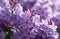 International Women\\\'s Day, Mother\\\'s Day, National Grandmothers Day, purple lilac bouquet, close-up, sunny day,