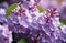 International Women\\\'s Day, Mother\\\'s Day, National Grandmothers\\\' Day, purple lilac bouquet, sunny day, close-u