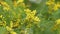 International Womens Day On March 8. Yellow Mimosa Flowers Or Acacia Dealbata Blooming. Selective focus.
