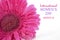 International Womens Day Pink Gerbera