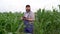 internet technology gadget in agriculture farmer or agronomist tablet user on the corn field. A bearded man in overalls