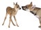 Interplay between roe deer Fawn and Eurasian Wolf