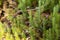 Interrupted club moss, Lycopodium annotinum