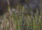 Interrupted club-moss (stiff clubmoss, Spinulum annotinum, Lycopodium annotinum)  in the forest lit by sunlight