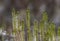 Interrupted club-moss (stiff clubmoss, Spinulum annotinum, Lycopodium annotinum) in the forest lit by sunlight