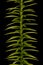 Interrupted Clubmoss (Lycopodium annotinum). Stem and Leaves Closeup