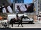 Intersection in Toronto with large street poster and mounted police man