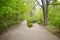 Intersection of two alleys in the park among trees and shrubs. The big alley has splitted in two smaller paths. One alley goes up