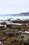 Intertidal rocks in tidal pools with molusks, seagrass, and seaweed