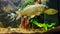 Intertter aquarium with big fish crucian carp