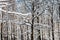 intertwined oak branches in forest in winter