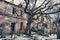 Intertwined old trees on the background of an abandoned dilapidated old mansion