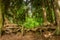 Intertwined roots of twol old trees in the Hoh rainforest