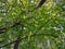 Intertwined tree crowns. view of the sky through the trees.