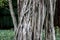 Intertwining aerial roots a large banyan tree (ficus benjamina)