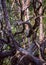 Intertwining branches and trunks of trees felled by the storm. Like a modern abstract art