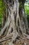 The intertwining roots rise up to the trunk of a rising Banyan tree