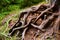 Intertwining tree roots on a forest floor