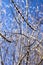 Intertwining willow branches with buds in early spring against a blue sky.