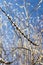 Intertwining willow branches with buds in early spring against a blue sky.