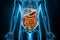 Intestinal tract 3D rendering illustration. Anterior or front view of the human digestive system or bowels. Anatomy, medical,