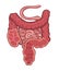 Intestinal tract