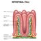 Intestinal villi anatomy