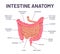 Intestine anatomy. Human body digestive system bowel infographic with duodenum, colon and jejunum. Internal abdominal