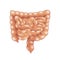 Intestine - anatomy of human viscera