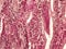 Intestine animal tissue