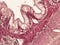 Intestine animal tissue under microscope view