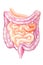 Intestine, Human Internal Organ Diagram stock illustration